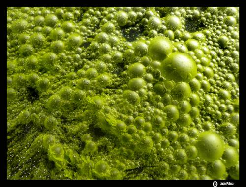 Fotografia de Juan Palma - Galeria Fotografica: Mirando Cerca - Foto: Superficie