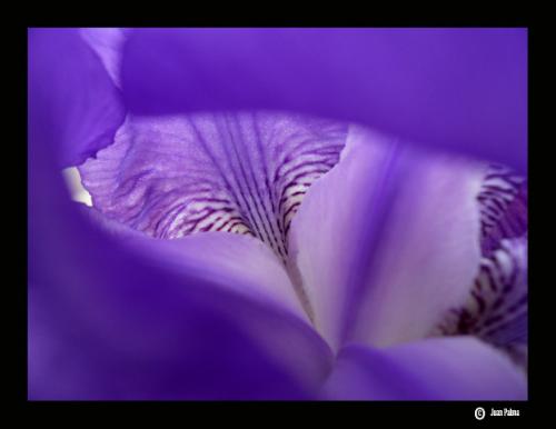Fotografia de Juan Palma - Galeria Fotografica: Mirando Cerca - Foto: Color Purpura