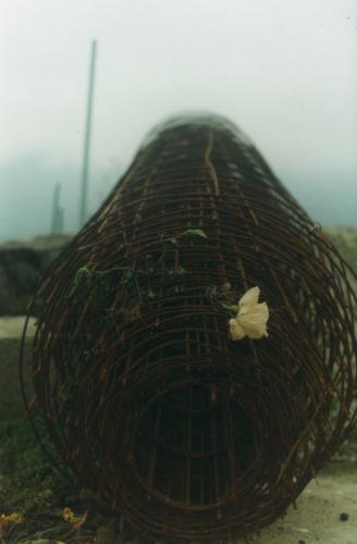 Fotografia de Natali - Galeria Fotografica: Flowers - Foto: In site.