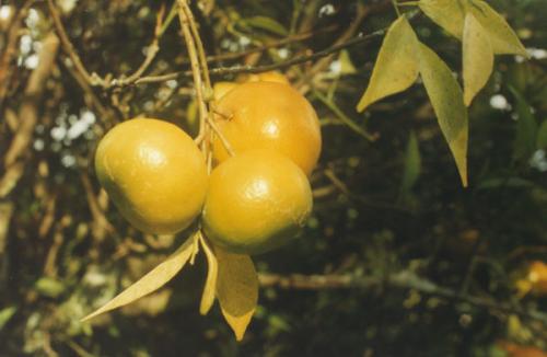 Fotografia de Natali - Galeria Fotografica: Flowers - Foto: 