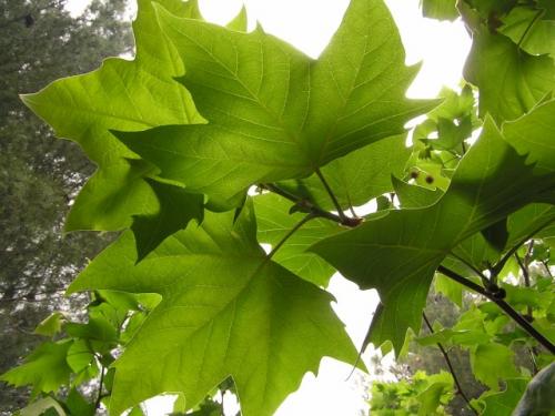 Fotografia de Fede - Galeria Fotografica: PANGEA - Foto: Contraluz