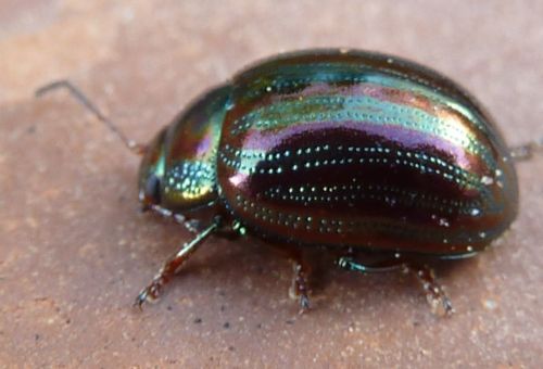 Fotografia de martapa - Galeria Fotografica: naturaleza - Foto: brillante