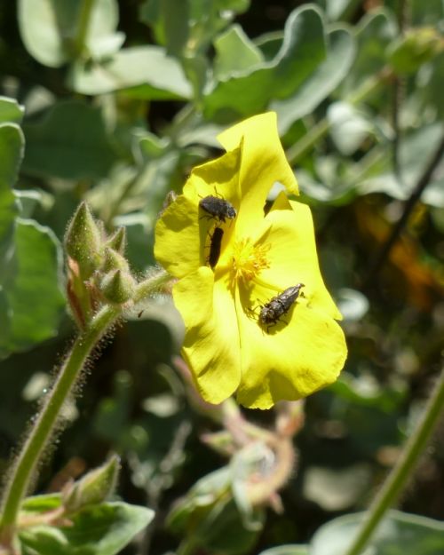 Fotografia de martapa - Galeria Fotografica: naturaleza - Foto: intrusos