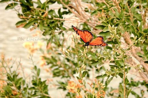 Fotografia de Luciana Funes - Galeria Fotografica: Acampa Pato - Foto: 