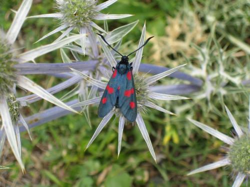 Fotografia de davinXi - Galeria Fotografica: Primeros planos - Foto: 