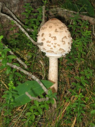 Fotografia de davinXi - Galeria Fotografica: Primeros planos - Foto: 