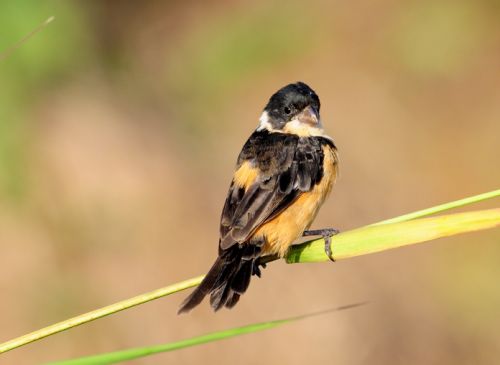 Fotografia de Eduardo Lugo - Galeria Fotografica: Aves de Vallarta - Foto: 