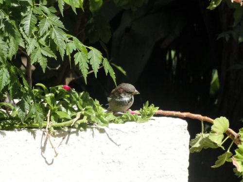 Fotografia de CarlosMiller - Galeria Fotografica: varias fotos - Foto: 