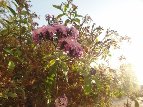 Fotografia de CarlosMiller - Galeria Fotografica: varias fotos - Foto: 