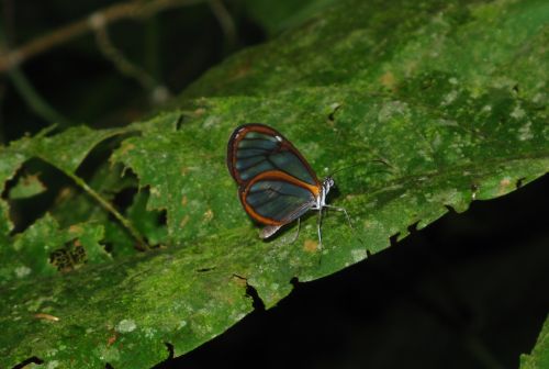 Fotografia de santiago esber - Galeria Fotografica: belleza natural - Foto: transparencia colorida