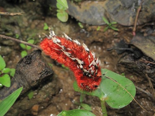 Fotografia de santiago esber - Galeria Fotografica: belleza natural - Foto: 