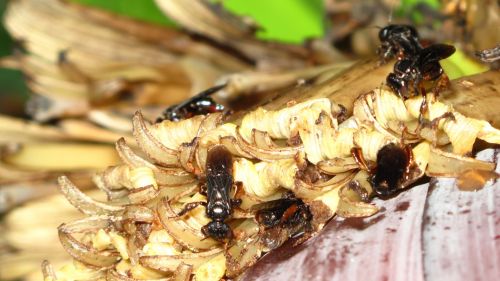 Fotografia de santiago esber - Galeria Fotografica: belleza natural - Foto: dilce necta