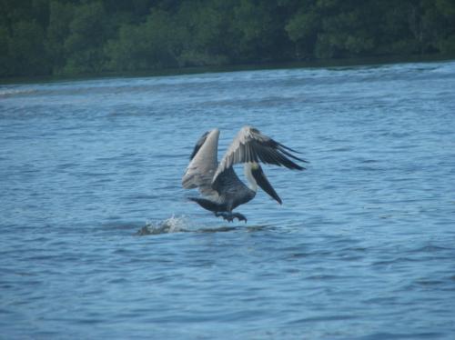 Fotografia de Dise�o y Gestion Urbana - Galeria Fotografica: Animales - Foto: Sobre vuelo