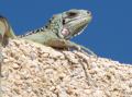 Fotos de Diseo y Gestion Urbana -  Foto: Animales - Mirada de iguana