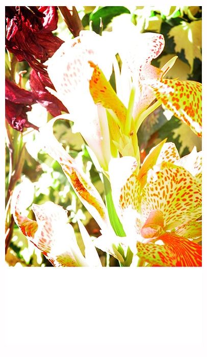 Fotografia de pluripersonal - Galeria Fotografica: paisaje - Foto: flor amarilla