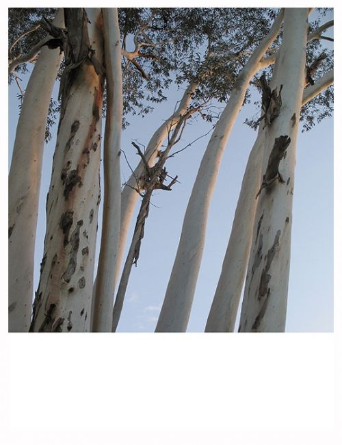 Fotografia de pluripersonal - Galeria Fotografica: paisaje - Foto: eucaliptos