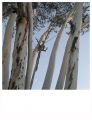 Fotos de pluripersonal -  Foto: paisaje - eucaliptos