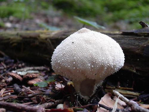 Fotografia de espadas a - Galeria Fotografica: Mnimas - Foto: 