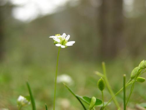 Fotografia de espadas a - Galeria Fotografica: Mnimas - Foto: 