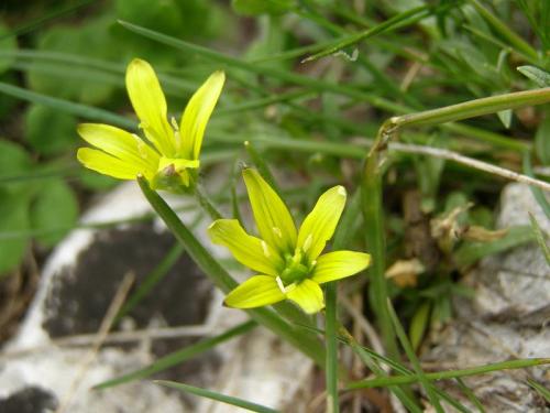 Fotografia de espadas a - Galeria Fotografica: Mnimas - Foto: 