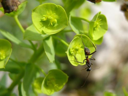 Fotografia de espadas a - Galeria Fotografica: Mnimas - Foto: 