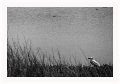 Fotografia de VittoCq - Galeria Fotografica: Claro Oscuro - Foto: Humedales