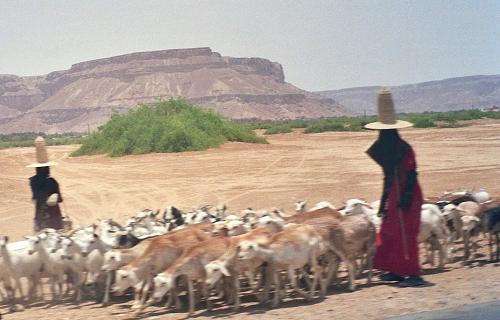 Fotografia de Jordi - Galeria Fotografica: YEMEN - Foto: pastorcitas en el valle del hadramut