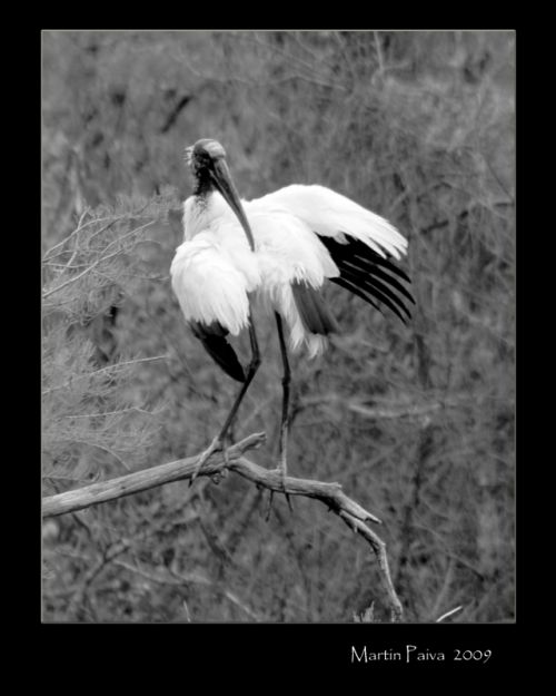 Fotografia de M.P photography - Galeria Fotografica: pro photo - Foto: 