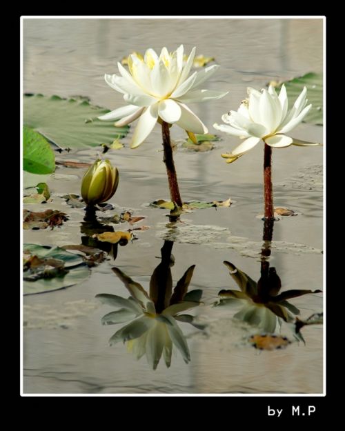 Fotografia de M.P photography - Galeria Fotografica: pro photo - Foto: 