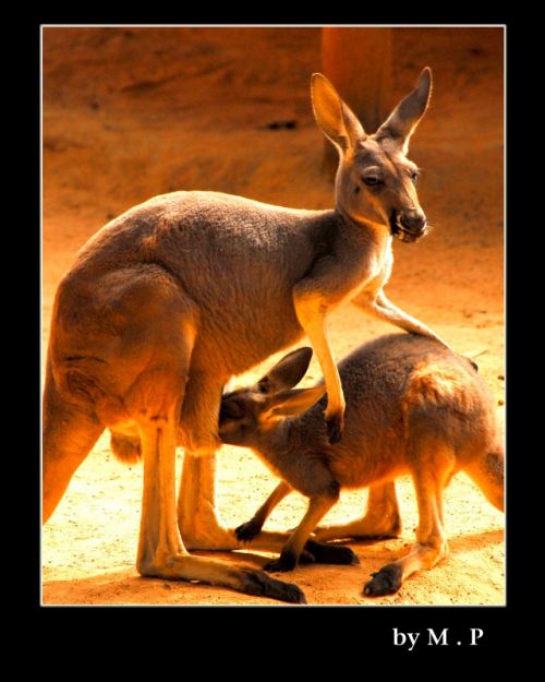 Fotografia de M.P photography - Galeria Fotografica: pro photo - Foto: 