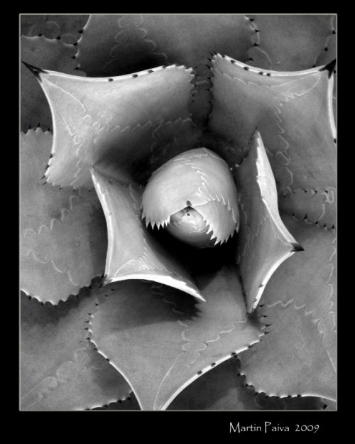 Fotografia de M.P photography - Galeria Fotografica: pro photo - Foto: 