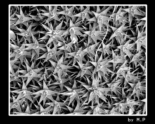 Fotografia de M.P photography - Galeria Fotografica: pro photo - Foto: 