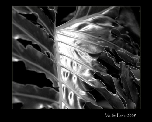 Fotografia de M.P photography - Galeria Fotografica: pro photo - Foto: 