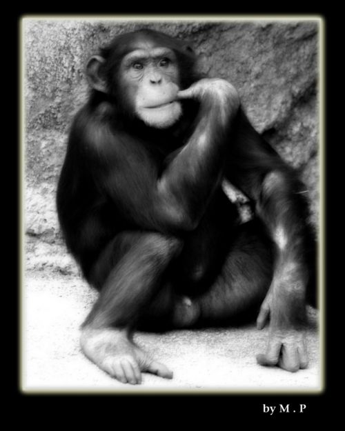 Fotografia de M.P photography - Galeria Fotografica: pro photo - Foto: 