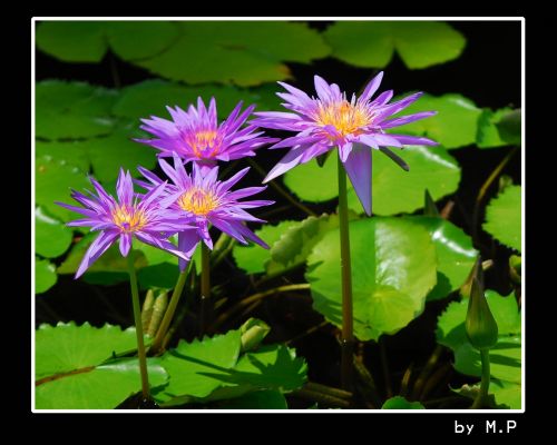 Fotografia de M.P photography - Galeria Fotografica: pro photo - Foto: 