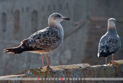 Fotografia de Enrique Martinez Fotografia - Galeria Fotografica: Cdiz - Foto: 