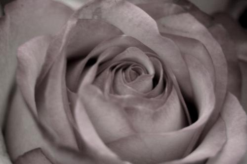 Fotografia de Ross - Galeria Fotografica: Bellezas - Foto: Frangmento1