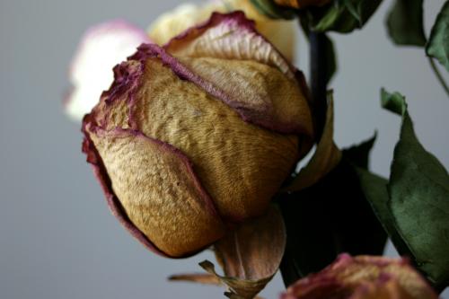 Fotografia de Ross - Galeria Fotografica: Bellezas - Foto: Rosa Seca