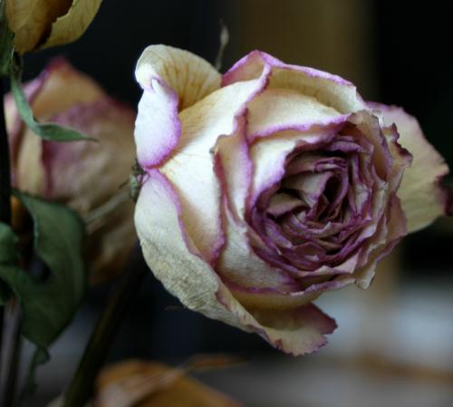 Fotografia de Ross - Galeria Fotografica: Bellezas - Foto: Seca