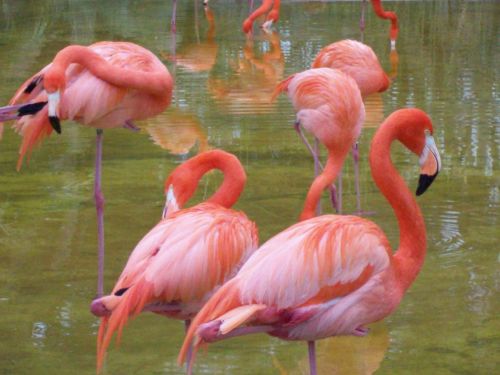 Fotografia de Jordi Mateu - Galeria Fotografica: Naturaleza salvaje en estado puro - Foto: FLAMENCOS