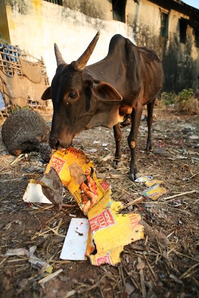 Fotografia de vincenzo - Galeria Fotografica: INDIA INCREIBLE - Foto: 