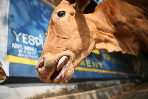 Fotografia de vincenzo - Galeria Fotografica: INDIA INCREIBLE - Foto: 