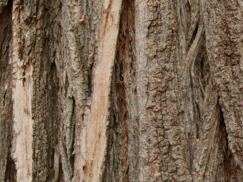 Fotografia de Charo Guijarro Izquierdo - Galeria Fotografica: MACROS - Foto: 