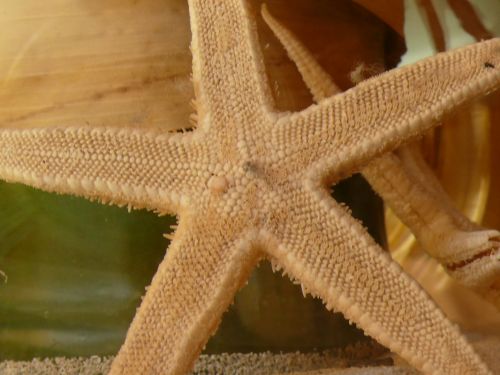 Fotografia de Charo Guijarro Izquierdo - Galeria Fotografica: MACROS - Foto: 