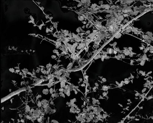 Fotografia de Laura Messing - Galeria Fotografica: Bosques - Foto: 