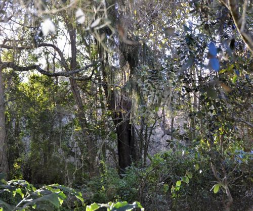 Fotografia de Laura Messing - Galeria Fotografica: Bosques - Foto: 