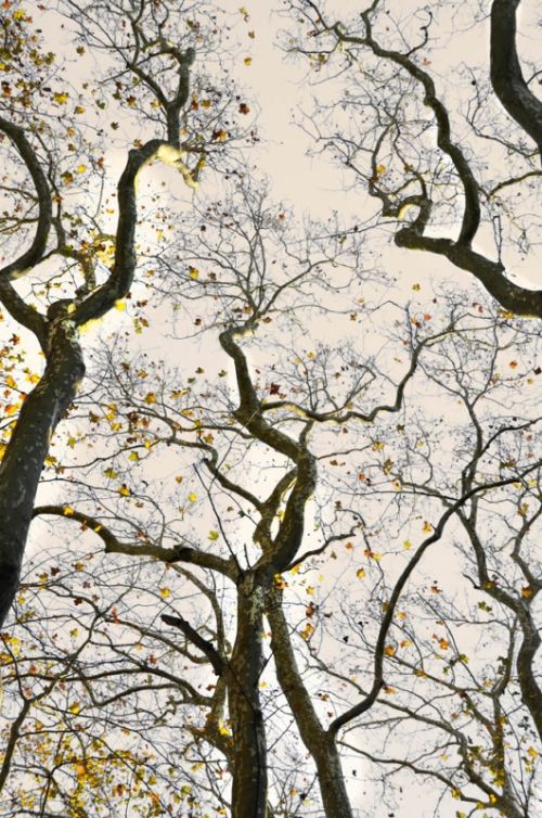 Fotografia de Laura Messing - Galeria Fotografica: Bosques - Foto: 