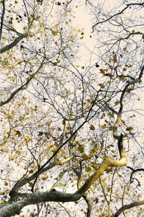 Fotografia de Laura Messing - Galeria Fotografica: Bosques - Foto: 