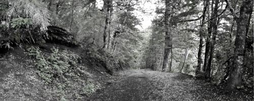 Fotografia de Laura Messing - Galeria Fotografica: Bosques - Foto: 