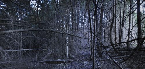 Fotografia de Laura Messing - Galeria Fotografica: Bosques - Foto: 